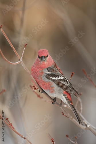 Male pine grosbeak on branch