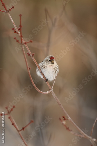 Redpoll fluffed up in the cold