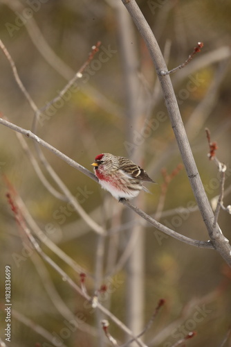 Redpoll on a branch