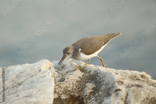 Spotted sandpiper on rock