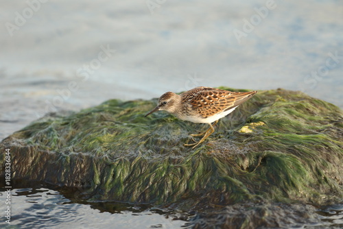 Least sandpiper on algae covered rock 