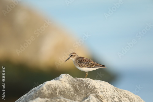 Least sandpiper on rock