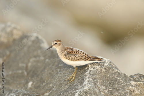 Least sandpiper on rock