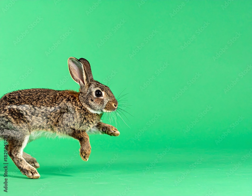 Fototapeta premium Hare in mid-jump against bright green background