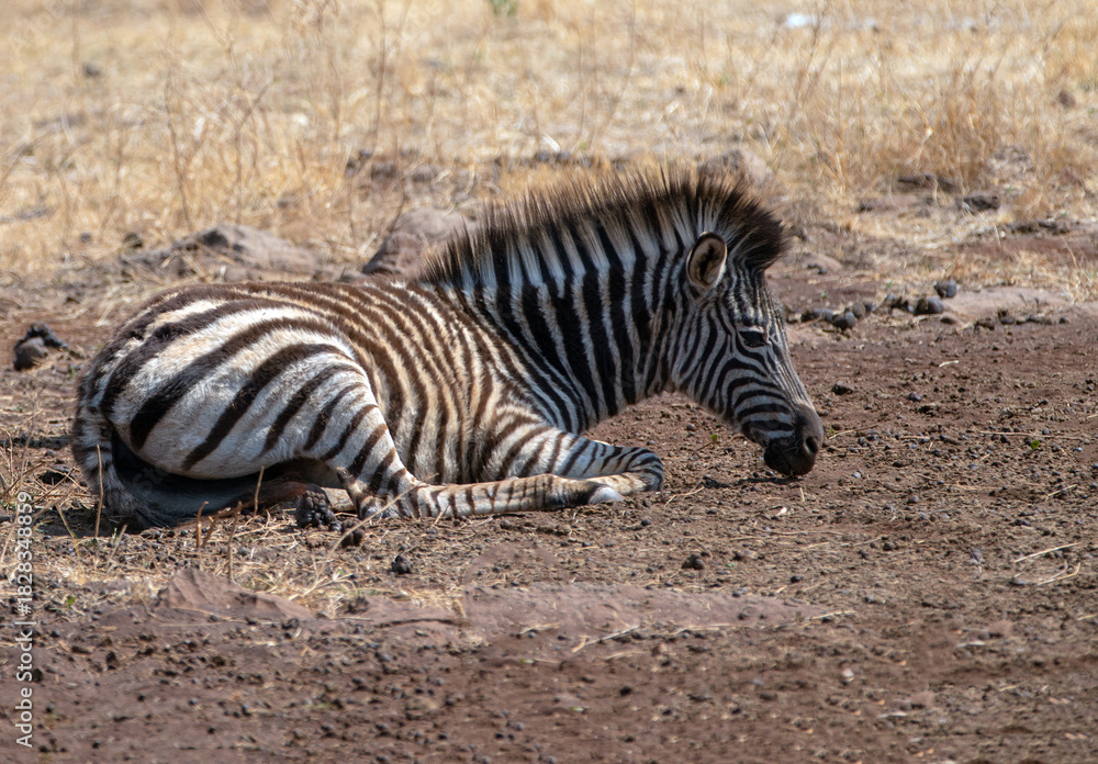 Fototapeta premium Wild Zebra foal laying down in Krueger National Park in South Africa RSA