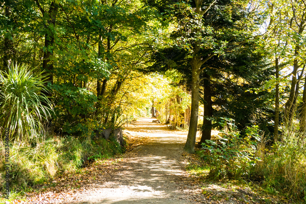 Fototapeta premium Peaceful footpath through Wanaka’s autumn woods