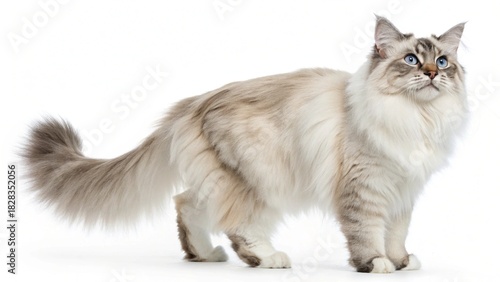 An adorable young gray British shorthair kitten with striking eyes sits as a cute domestic pet portrait isolated on a white background