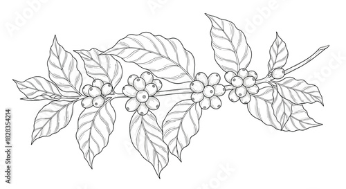 Black and white illustration of a coffee branch with leaves and berries.