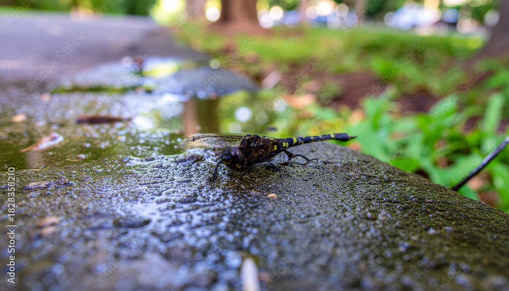 Fototapeta premium Generative AI macro of a dragonfly on a stone and blurred background 