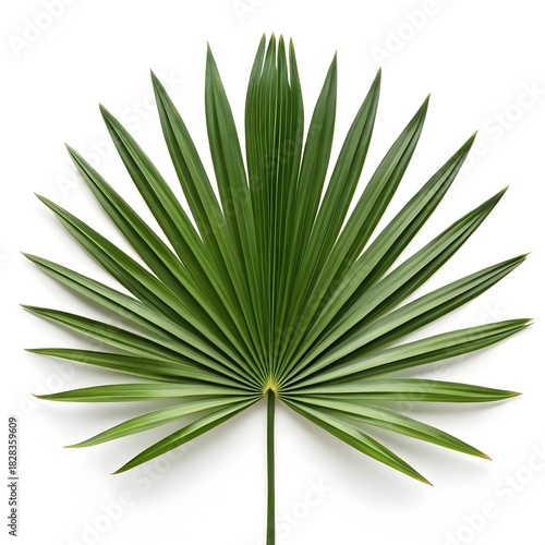 Serenoa Repens Classic Saw Palmetto Frond with Sharp Radiating Segments and Robust Tropical Green Texture Creating a Strong Distinct Botanical Presence on a Clean Pristine Pure White Background
