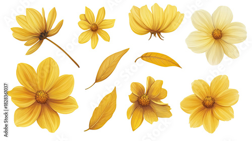 Real yellow flowers with bright vivid petals natural blooming stems detailed floral cluster fresh botanical spring blossom isolated on white background