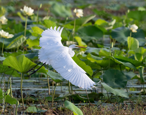 Great egret (Ardea alba) in graceful flight over  blooming yellow lotuses (Nelumbo lutea), Cullinan Park, Texas