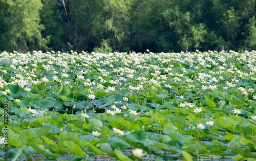 Yellow lotus (Nelumbo lutea) population  in full bloom at  Cullinan Park, Texas

Yellow Lotus (Nelumbo lutea) population