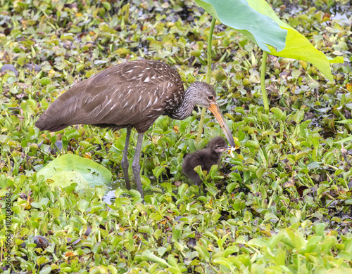 Adult limpkin (Aramus guarauna) feeding chick with snail, Sugar Land, Texas