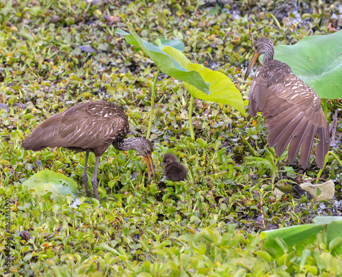 Adult limpkin (Aramus guarauna) feeding chick with snail