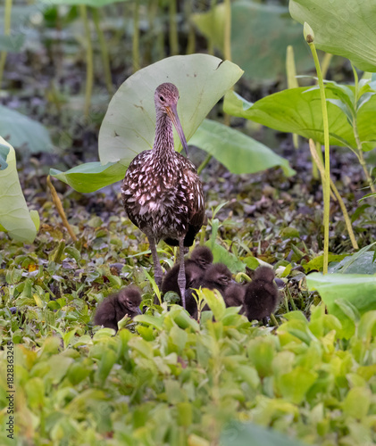 Adult limpkin (Aramus guarauna) feeding chick with snail in lotus plants, Texas