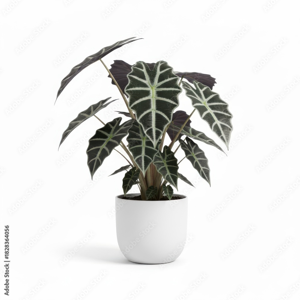Fototapeta premium Potted houseplant with green leaves, a small decoration for home gardening