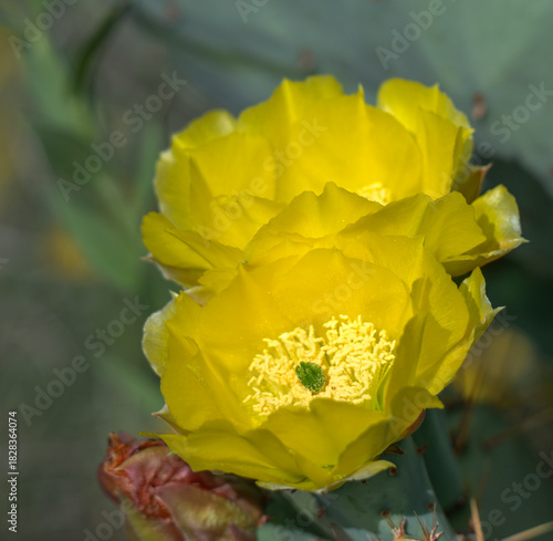 The gorgeous blooming opuntia, prickly pear cactus, in Texas prairie, Lubbock, Texas, USA