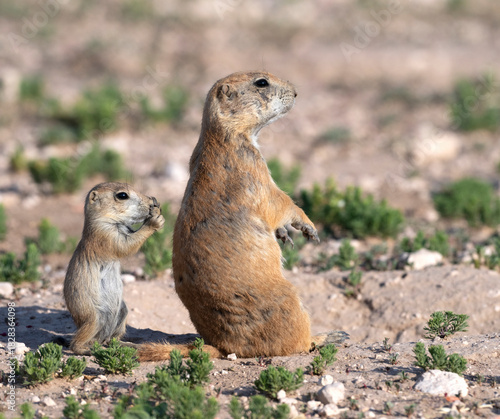 Juvenile black‑tailed prairie dog (Cynomys ludovicianus) mimicking adult alert posture