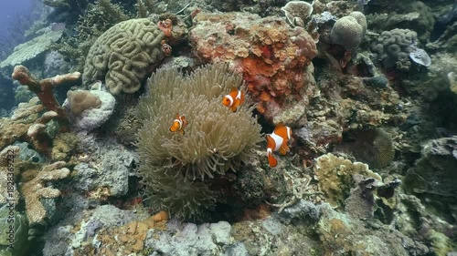 a group of Anemone fishes swim around the anemone