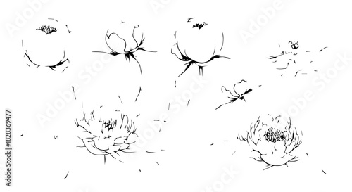 Delicate line drawing of water lilies and petals across a tranquil white background.