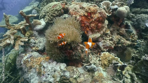 a group of Anemone fishes swim around the anemone