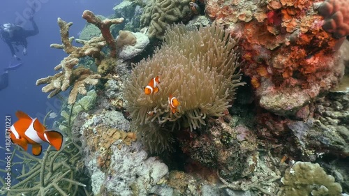 a group of Anemone fishes swim around the anemone