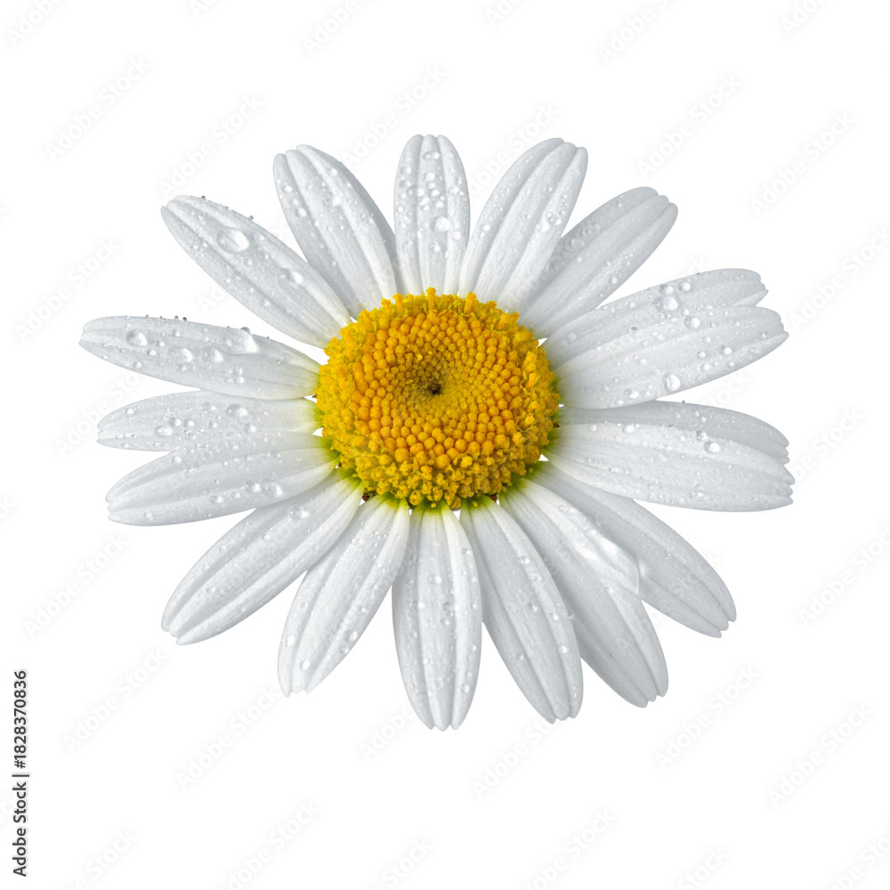 Fototapeta premium Isolated transparent PNG of a single daisy with dew drops, macro detail. 