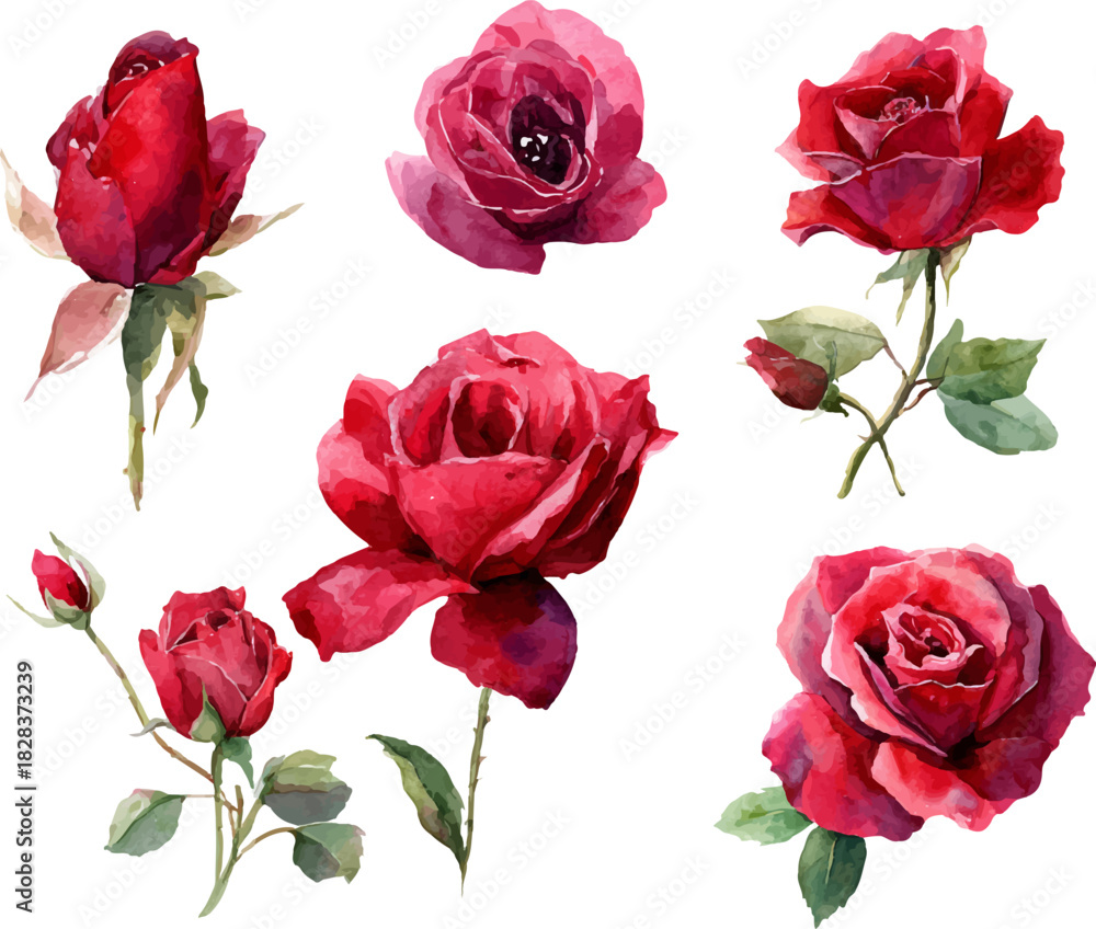 Fototapeta premium red roses isolated on white
