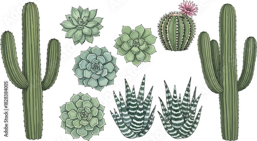 Collection of various hand-drawn cacti and succulents, perfect for botanical designs and natural themes.