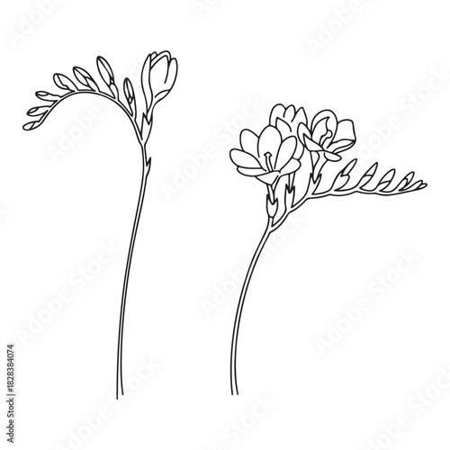 Elegant Freesia flower illustration with delicate lines for minimalistic designs and decoration