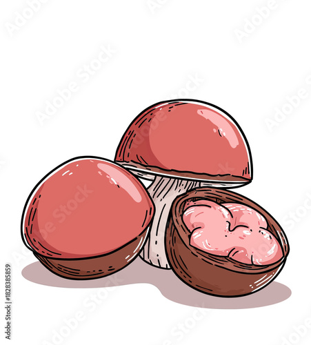 Illustration of two red-capped mushrooms and one halved with pink filling in a brown bowl