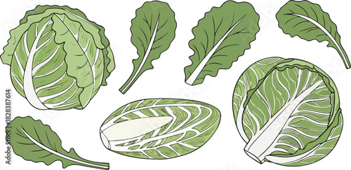 Hand drawn green cabbage, endive and arugula isolated on