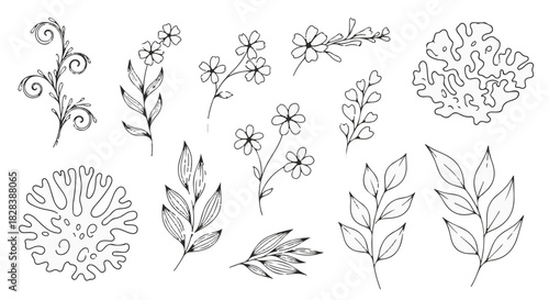 Black and white hand drawn botanical design elements set of leaves, flowers, and lichen sketches isolated PNG with Transparent Background