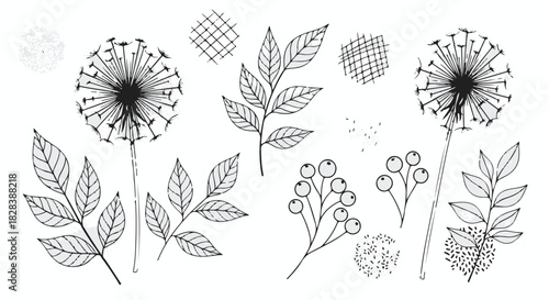 Minimalist hand drawn botanical vector set with dandelion flowers, leaves, and wild berries for graphic design. isolated PNG with Transparent Background