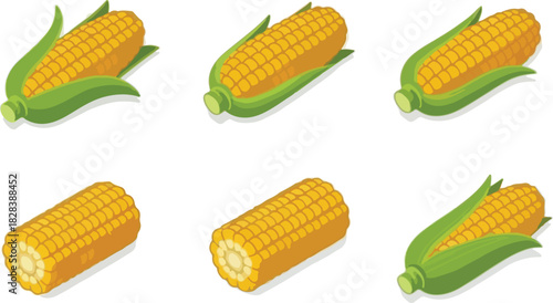 Isometric corn cob collection isolated on, vector illustration