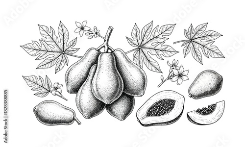 Black and white papaya tropical fruit with leaf and slice