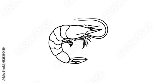 A simple black and white outline drawing of a shrimp, depicted in a curled position, suitable for various design projects and educational materials.