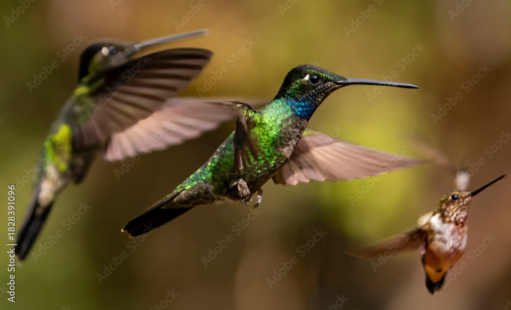Fototapeta premium hummingbirds in flight