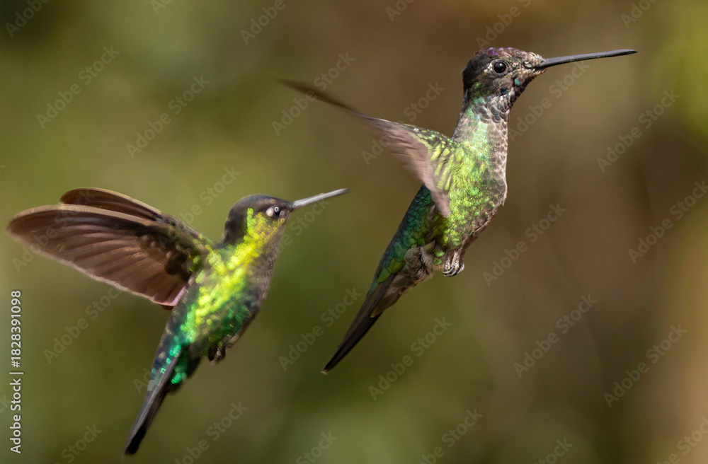 Obraz premium hummingbirds in flight