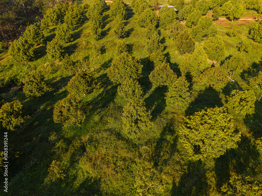 Naklejka premium Aerial view tropical green tree leaf durain fruit plantation on hill