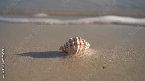 Close-Up Beach Scene Shell Resting in Sand With Gentle Wave Sunlight