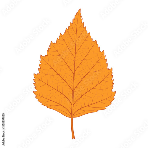 Classic Orange Maple Leaf Illustration Highlighting the Warm Colors of the Autumn Season