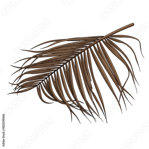 Close up of Textured Dried Palm Tree Frond Isolated on a Clean White Background