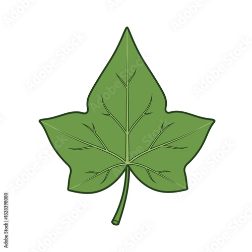 Close up of Fresh Green Leaf with Detailed Veins Isolated on a Clean White Background