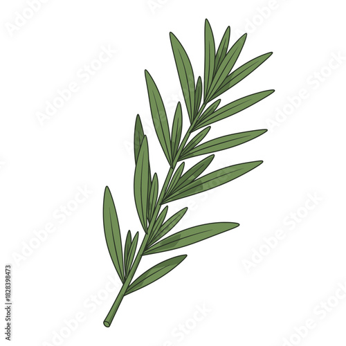 Aromatic Fresh Green Rosemary Sprig Illustration for Cooking and Herbal Graphics