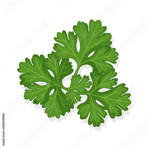 Vibrant Fresh Green Parsley Leaves Illustration for Culinary and Natural Food Concepts