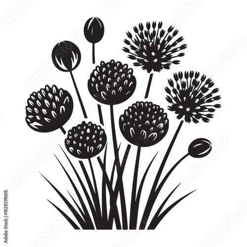 Elegant black and white floral illustration with allium flowers and grass leaves