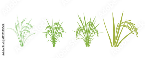 rice crop against a white backdrop. Vector

