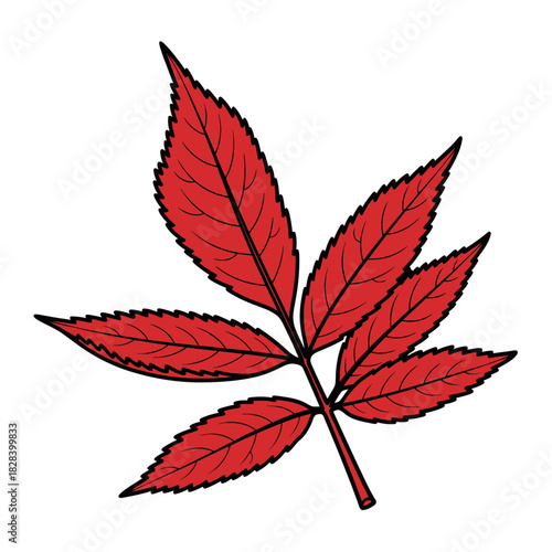 Detailed Red Rowan Leaf Illustration Sketch Botanical Drawing Nature Element
